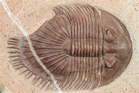 2 25 Red Thysanopeltella Trilobite With Bite Mark Jorf Morocco