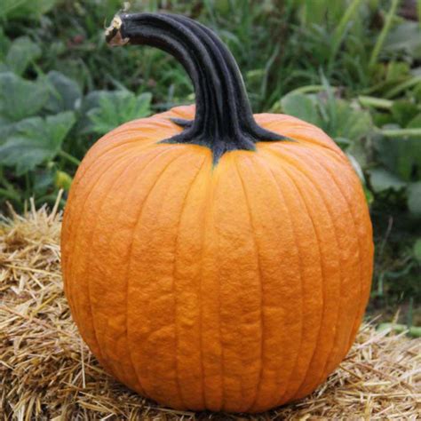 Pumpkin Cronus F1 Seed Harris Seeds