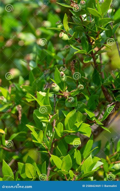 Botanical Collection Leaves And Berries Of Myrtus Communis Or True