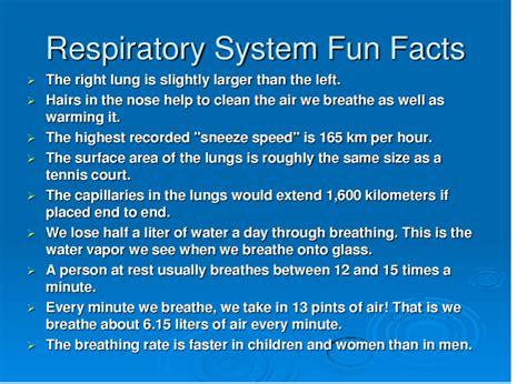 Facts About The Respiratory System