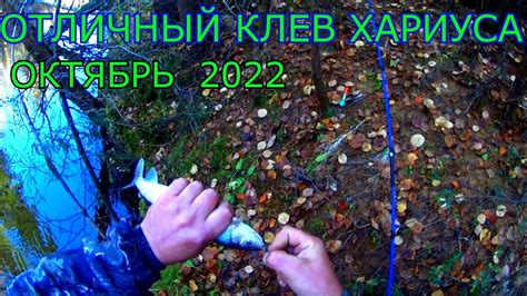 ОСЕННЯЯ РЫБАЛКА НА ТАЕЖНОМ РУЧЬЕ.ОТЛИЧНЫЙ КЛЕВ ХАРИУСА - YouTube
