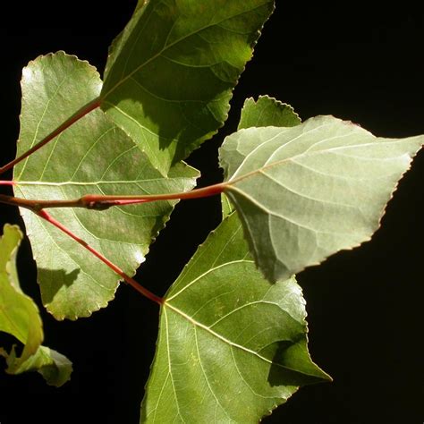 Populus euramericana canadensis Robusta Peuplier du Canada à port