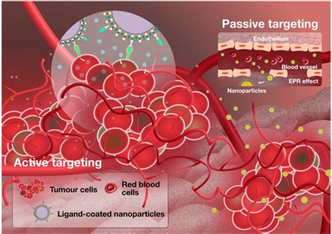 Figure 1 From Advances In Biomimetic Nanoparticles For Targeted Cancer Therapy And Diagnosis