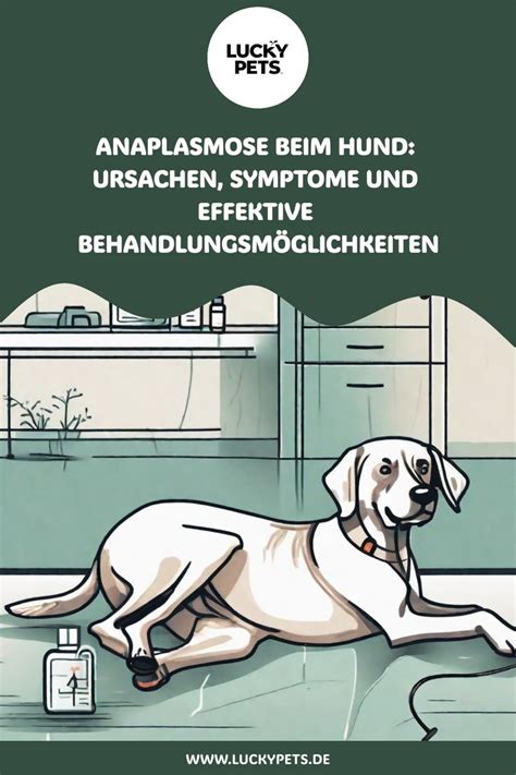 Anaplasmose Beim Hund Ursachen Symptome Und Effektive