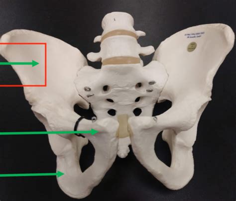 Lower Appendicular Skeleton Flashcards Quizlet