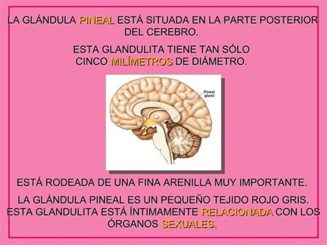 La Glandula Pineal Ppt