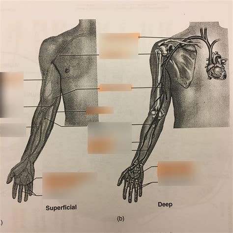 Veins Of Upper Limb Diagram Quizlet