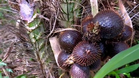 Kebun Salak Madu Di Tiga Juhar Farm Ii Honey Snakefruit Farm At Tiga