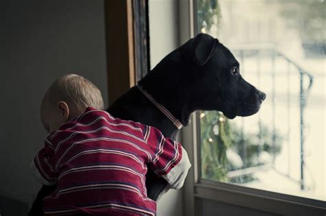 Quando Muore Un Cane Come Dobbiamo Comportarci Con I Nostri Bambini