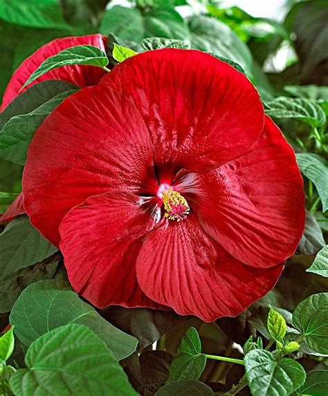 Giant Hibiscus Fireball Hibiscus Plant Hardy