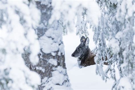 Siberian Musk Deer Ranua Resort