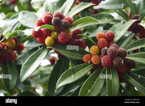 Myrica Rubra Fruit Also Known As Yangmei Yamamomo Chinese Bayberry