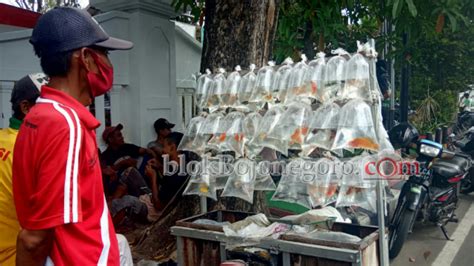 Penjualan Ikan Hias Pinggir Jalan Makin Diminati