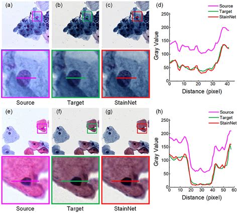 Frontiers Stainnet A Fast And Robust Stain Normalization Network