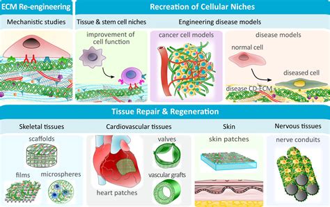 Frontiers Cell Derived Extracellular Matrix For Tissue Engineering