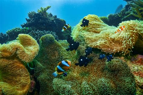 Habitats Of The Reef Gbr Biology