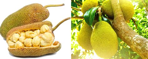 Benefits Of Jackfruit आंखों सहित जानें कटहल खाने के 5 बड़े फायदे