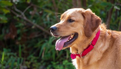 14 Golden Retriever Mixes That Might Be Even Cuter Than the Original