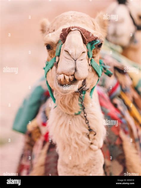 Closeup Of A Camel Face In The Desert In Petra Jordan Stock Photo Alamy