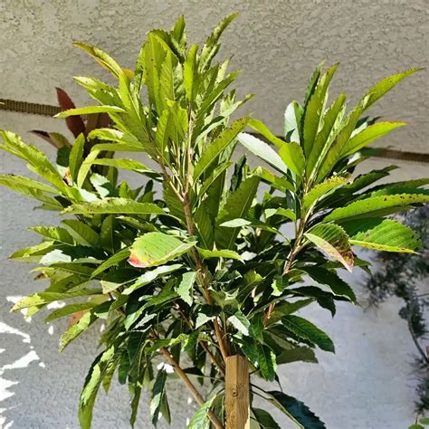 Bronze Loquat Desert Shade Nursery