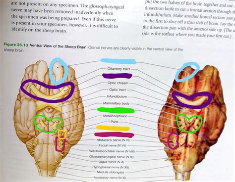 Sheep Brain Cranial Nerves Model Diagram Quizlet Hot Sex Picture