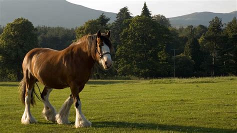 Budweiser Horses Wallpaper