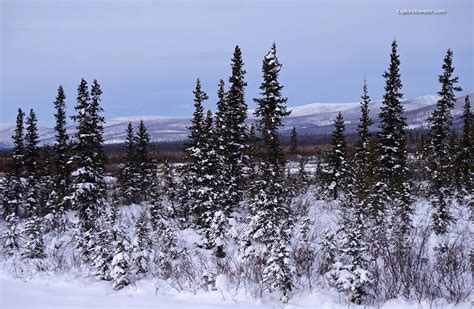 Winter Adventures In Alaska USA - ExploreTraveler