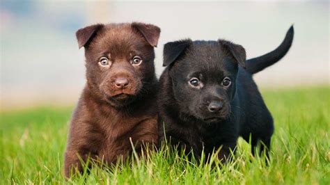 Australian Kelpie - Price, Temperament, Life span