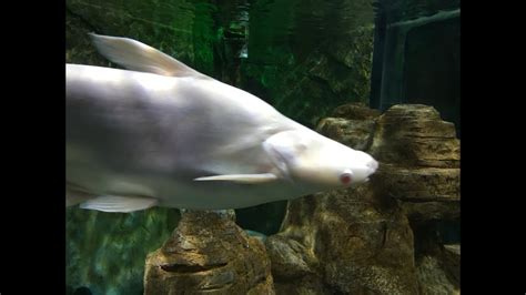 Albino PANGASIUS And GIANT GOURAMI HARDCORE Pangasius Pangasius