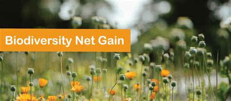 Biodiversity Net Gain The Change Underfoot News Pr