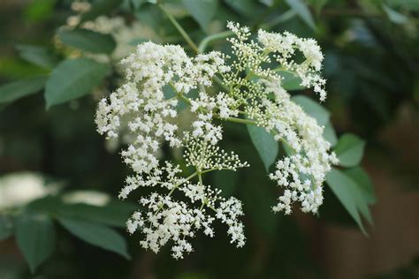 20 Flowering Bushes for a Vibrant Garden