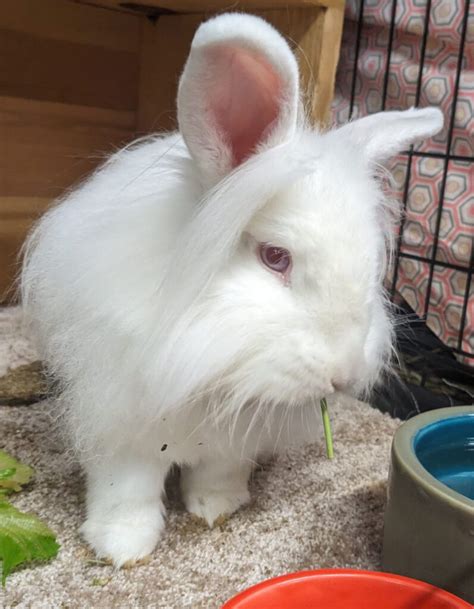 Bun Of The Month Gainesville Rabbit Rescue