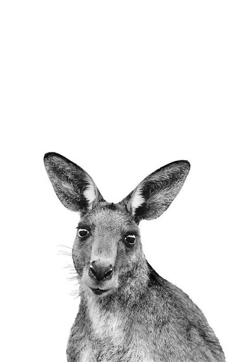 Kangaroo Pencil Drawing
