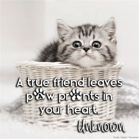 A True Friend Leaves Paw Prints In Your Heart Yesfor Cat Lover