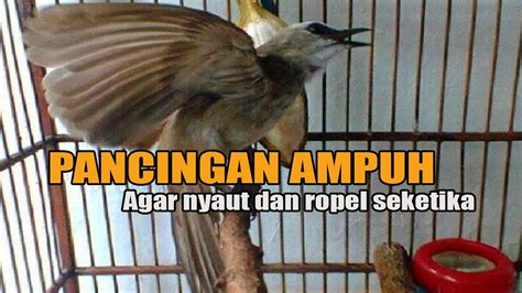 Trucukan Gacor Sangat Ampuh Menjadikan Trucukan Lain Nyaut Dan Untuk