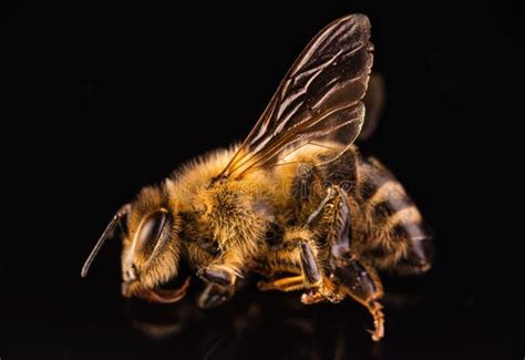 1150 Dead Honey Bee Stock Photos Free And Royalty Free Stock Photos