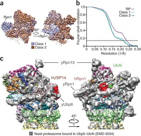 An Atomic Structure Of The Human 26s Proteasome Nature Structural And Molecular Biology