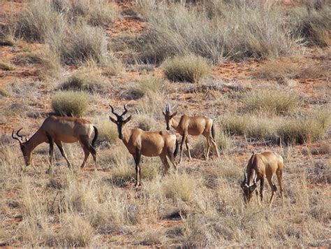 Kalahari Kgalagadi Camping Safari – 6 Days - Safari With Us