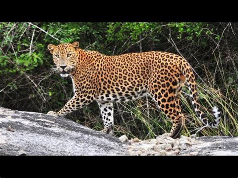 Why Do Leopards Have Spots Youtube