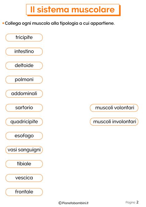 Il Sistema Muscolare Schede Didattiche Per La Scuola Primaria