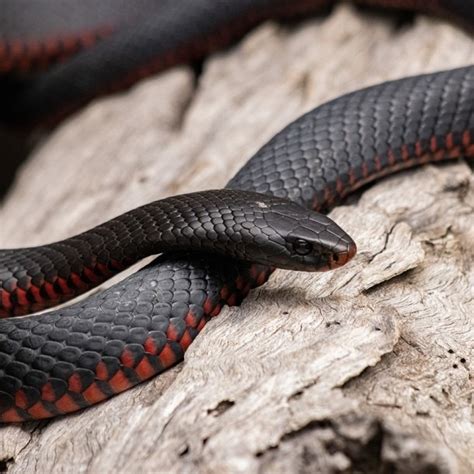 Fue Por Un Vaso De Agua Y Encontr A Una Serpiente Saliendo De Su