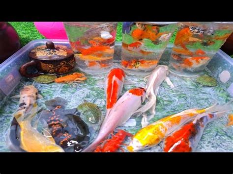 Unboxing Ikan Hias Warna Warni Ikan Cupang Ikan Koi Ikan Komet Ikan