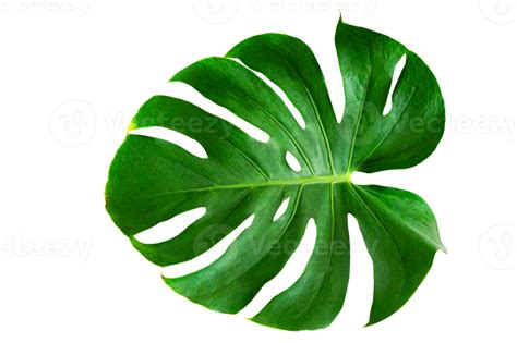 Monstera Leaves Leaves With Isolate On White Background Leaves On White