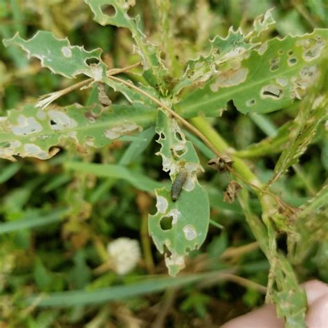 Leap into Learning: Flea Beetles - UF/IFAS Extension Sarasota County