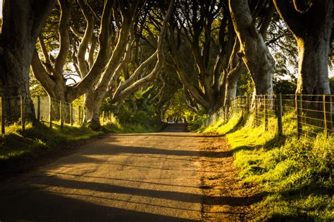 The Dark Hedges La Natura Dellirlanda Del Nord Goodtrekking