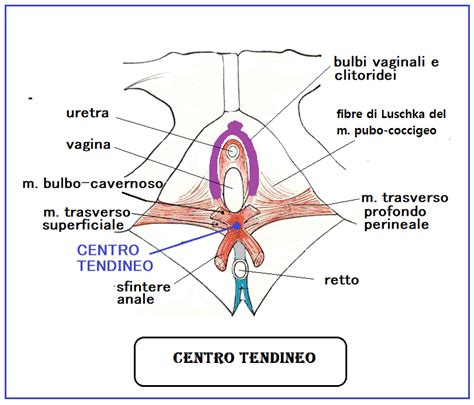 Vagina Anatomia Normale E Topografica Fertilitycenter