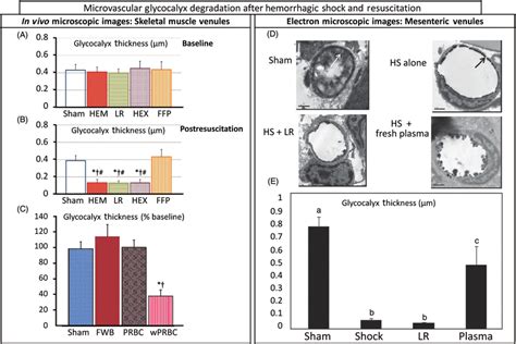 A C Eg Thickness Measured From Images Obtained In Cremaster