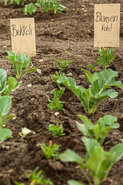 Saatbeet Für Herbst Gemüse Im Sommer Anlegen Ndrde Ratgeber