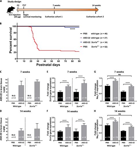 Antisense Oligonucleotides Increase Scn A Expression And Reduce