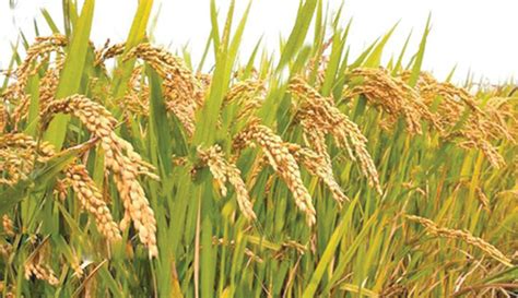 Bumper Production Likely As Boro Harvest Begins